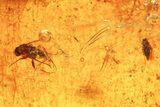 Polished Colombian Copal ( g) - Contains Several Flies! #281375-1